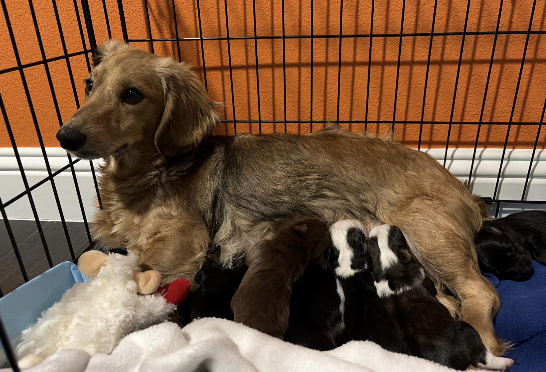 Enlarge Keeley (Ted Lasso)/Rebecca, a Adoptable Dachshund in Arlington, TX image 5/5
