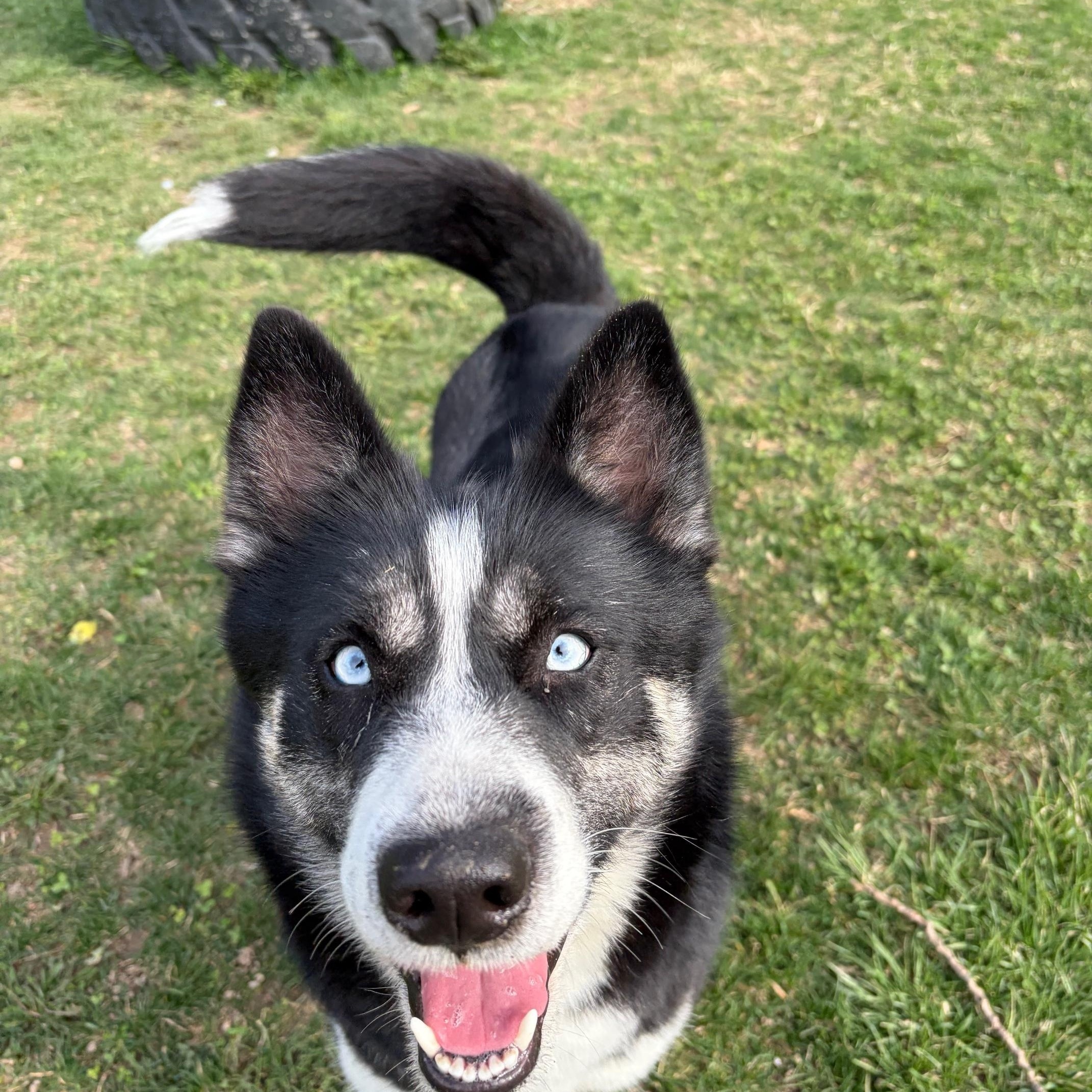 Enlarge Lexi, a ADOPTABLE mixed breed in Benton Harbor, MI image 1/4