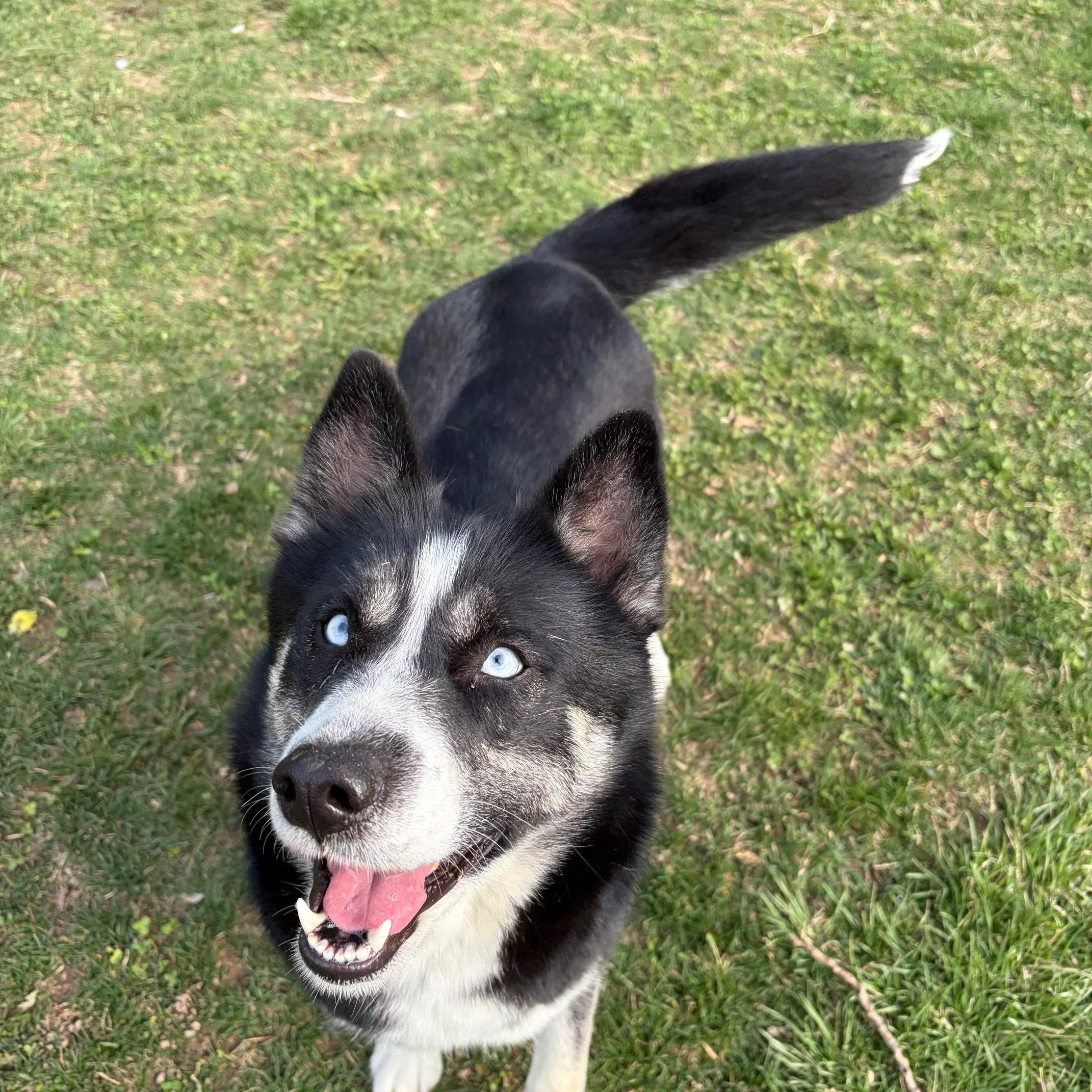 Enlarge Lexi, a ADOPTABLE mixed breed in Benton Harbor, MI image 3/4