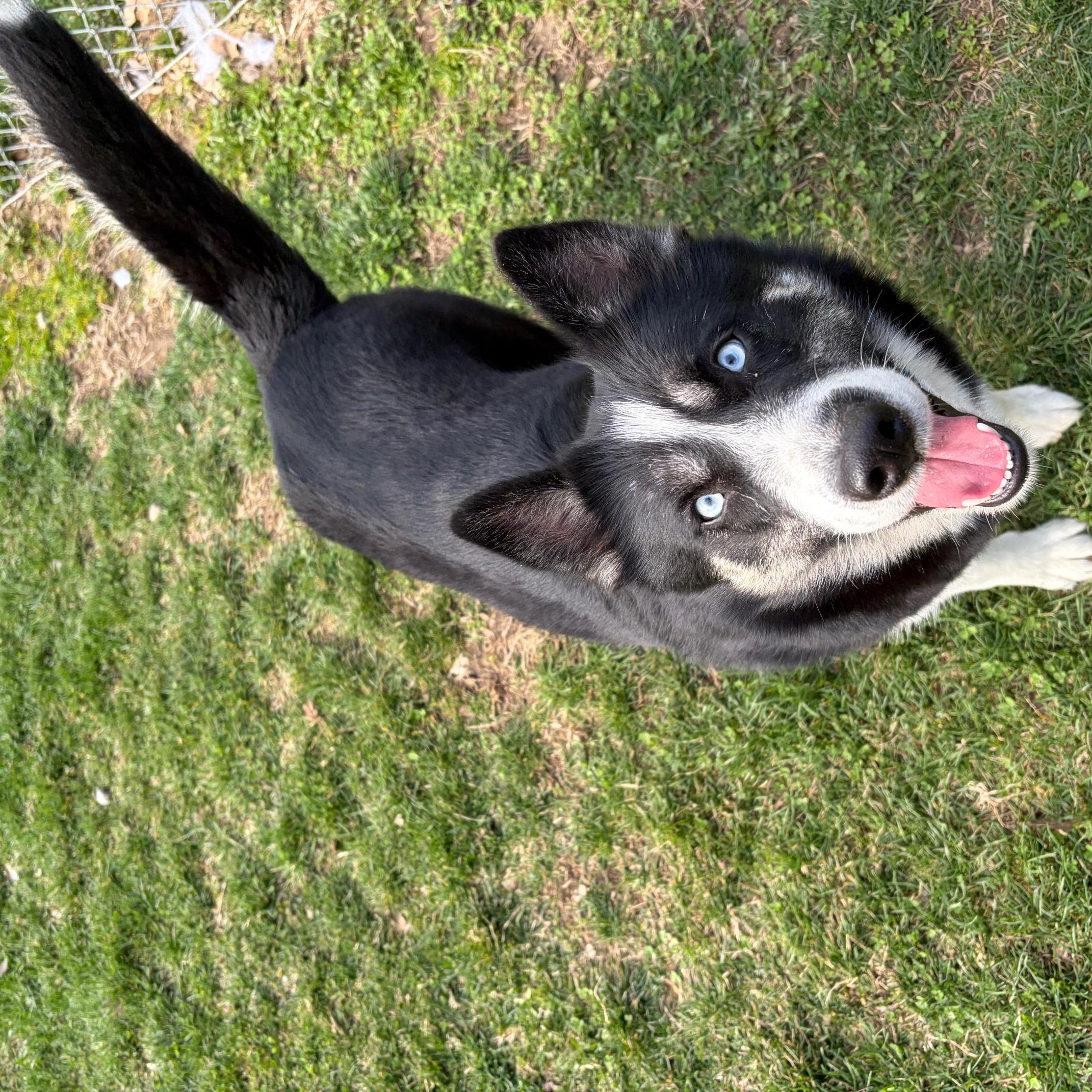 Enlarge Lexi, a ADOPTABLE mixed breed in Benton Harbor, MI image 4/4