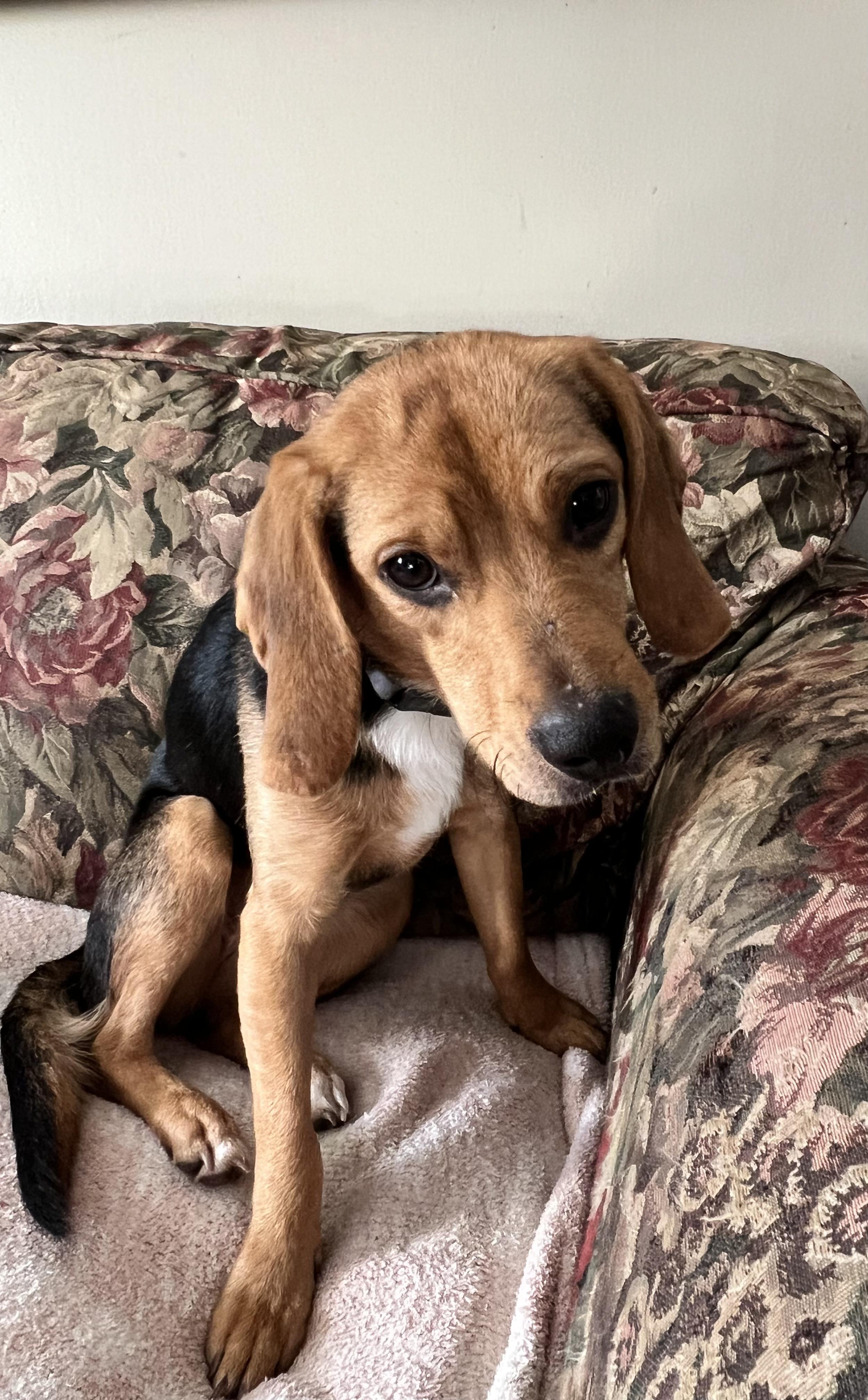 Enlarge Jolly, a ADOPTABLE mixed breed in Media, PA image 2/3