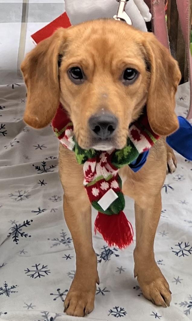 Enlarge Jolly, a ADOPTABLE mixed breed in Media, PA image 1/3