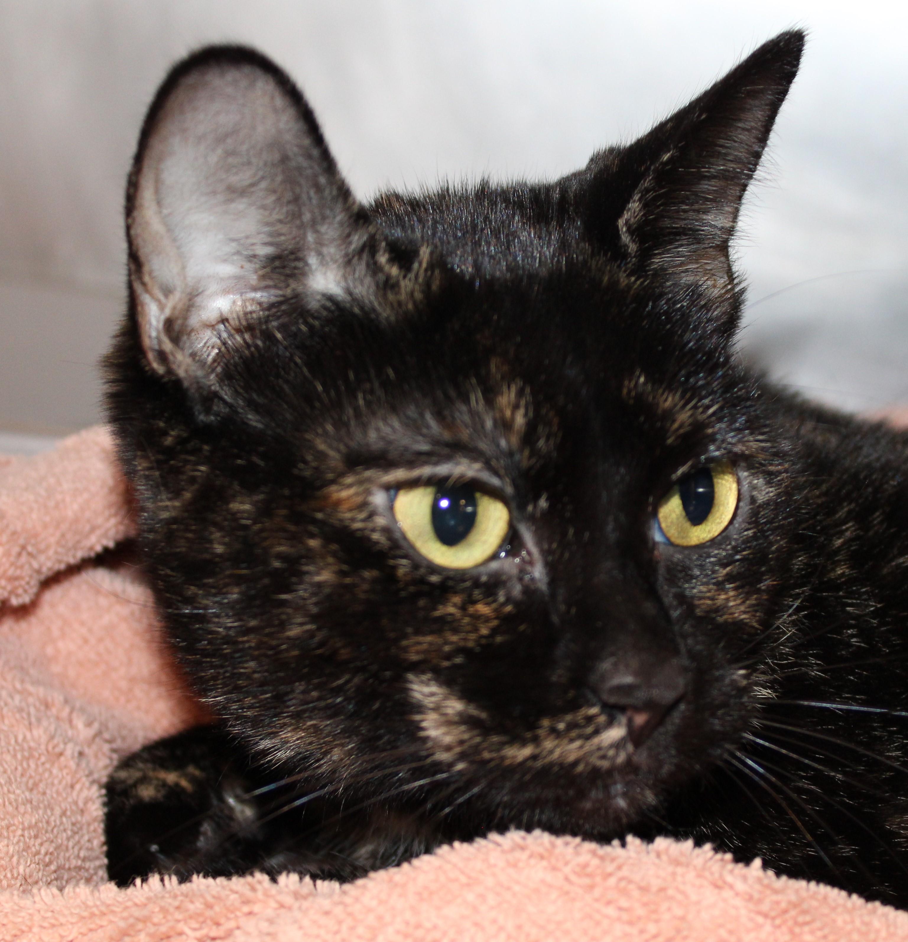Brandy, adoptable, Adult Female Domestic Short Hair.