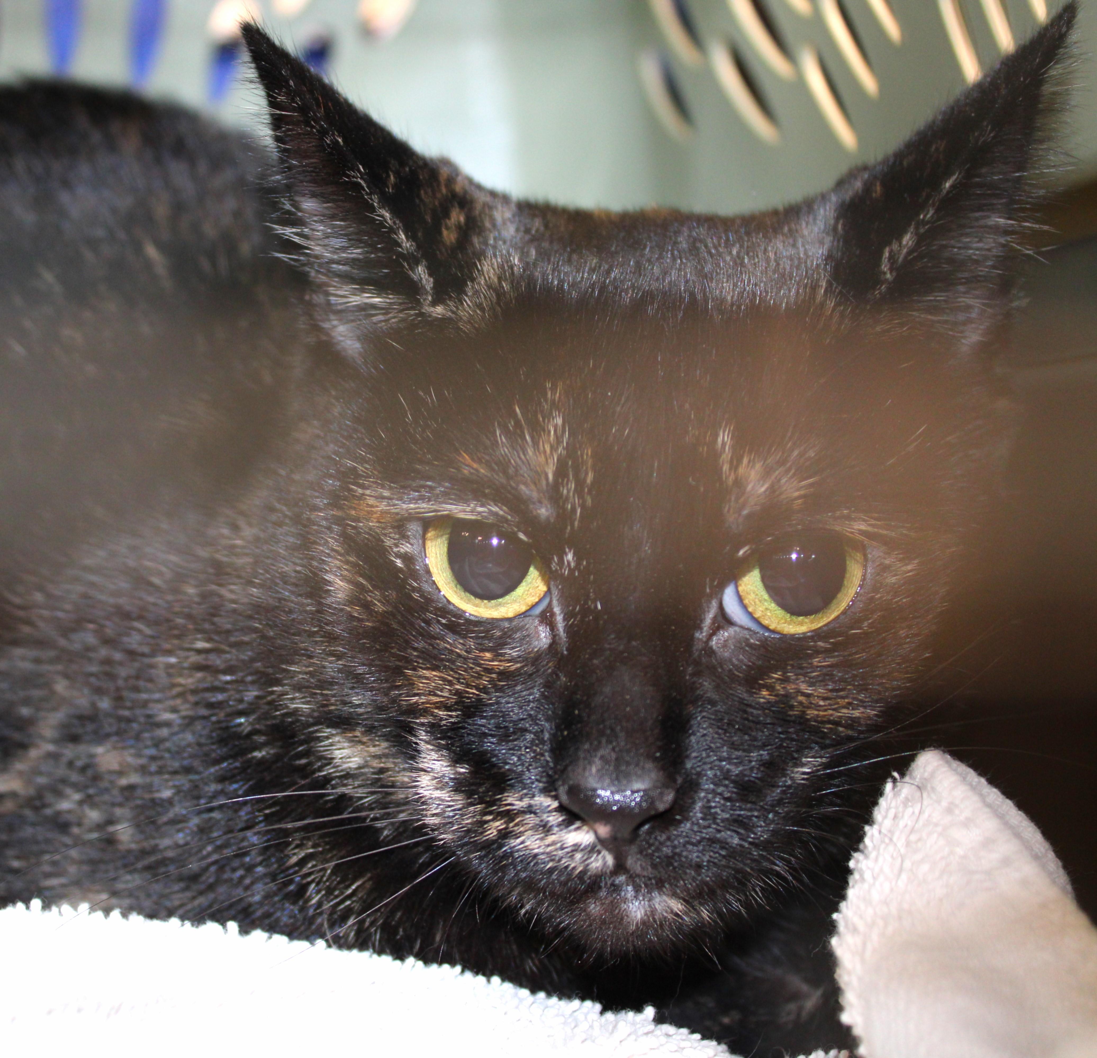 Enlarge Brandy, an adoptable Domestic Short Hair in Mississauga, ON image 2/2