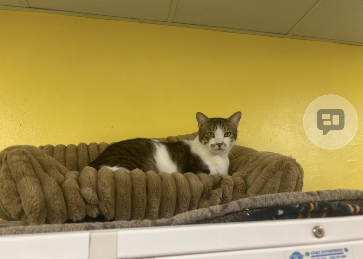 Enlarge Rufus, a ADOPTABLE Domestic Short Hair in Lyndhurst, NJ image 2/2