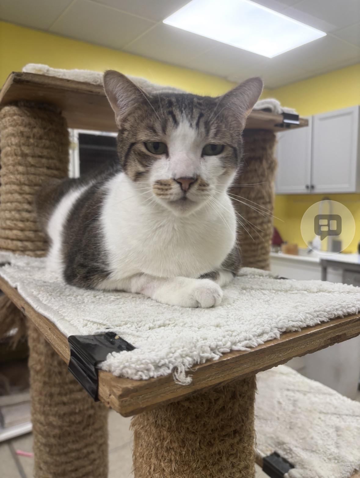 Enlarge Rufus, a ADOPTABLE Domestic Short Hair in Lyndhurst, NJ image 1/2