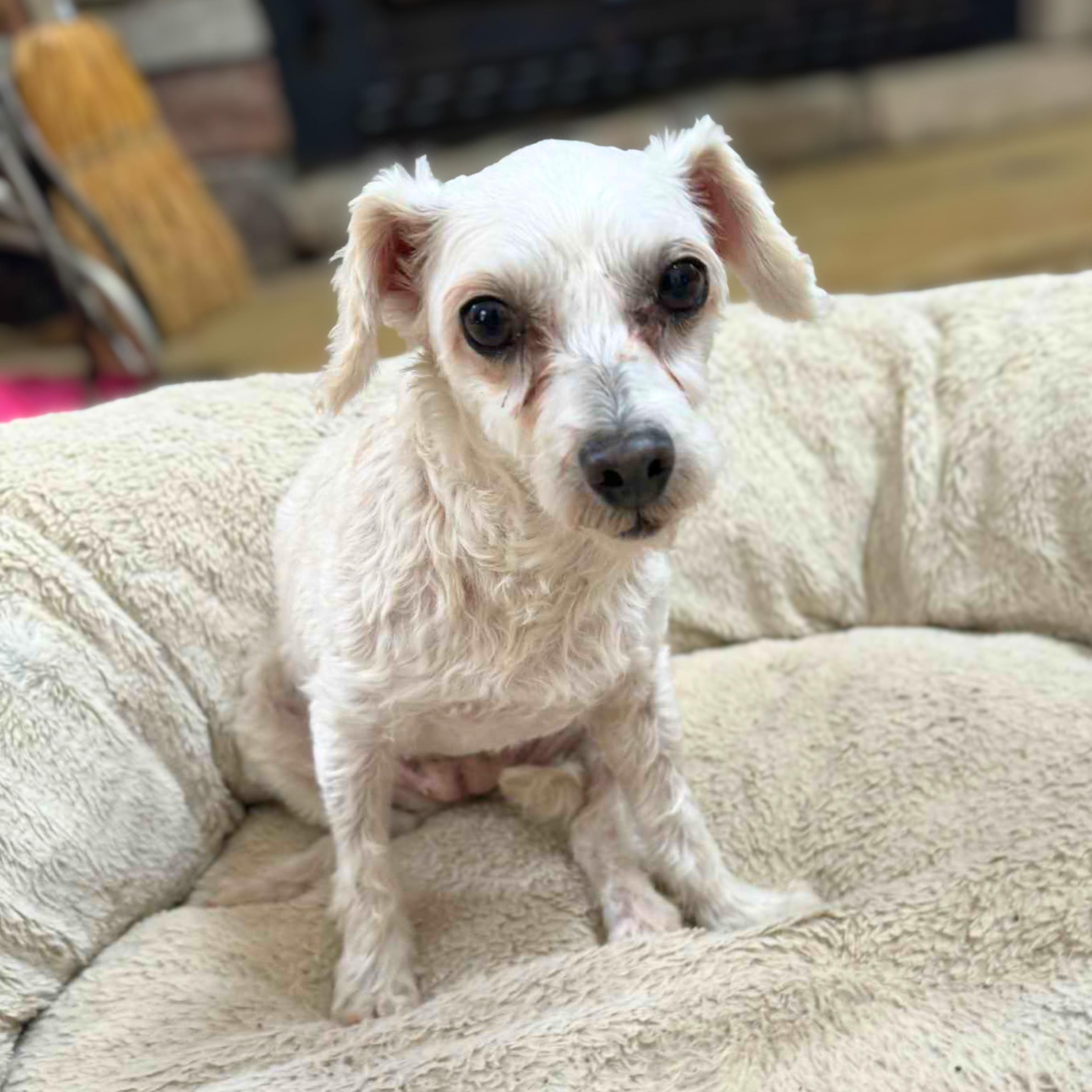 Bull Shark, an adoptable Maltipoo in New York, NY, 10012 | Photo Image 3