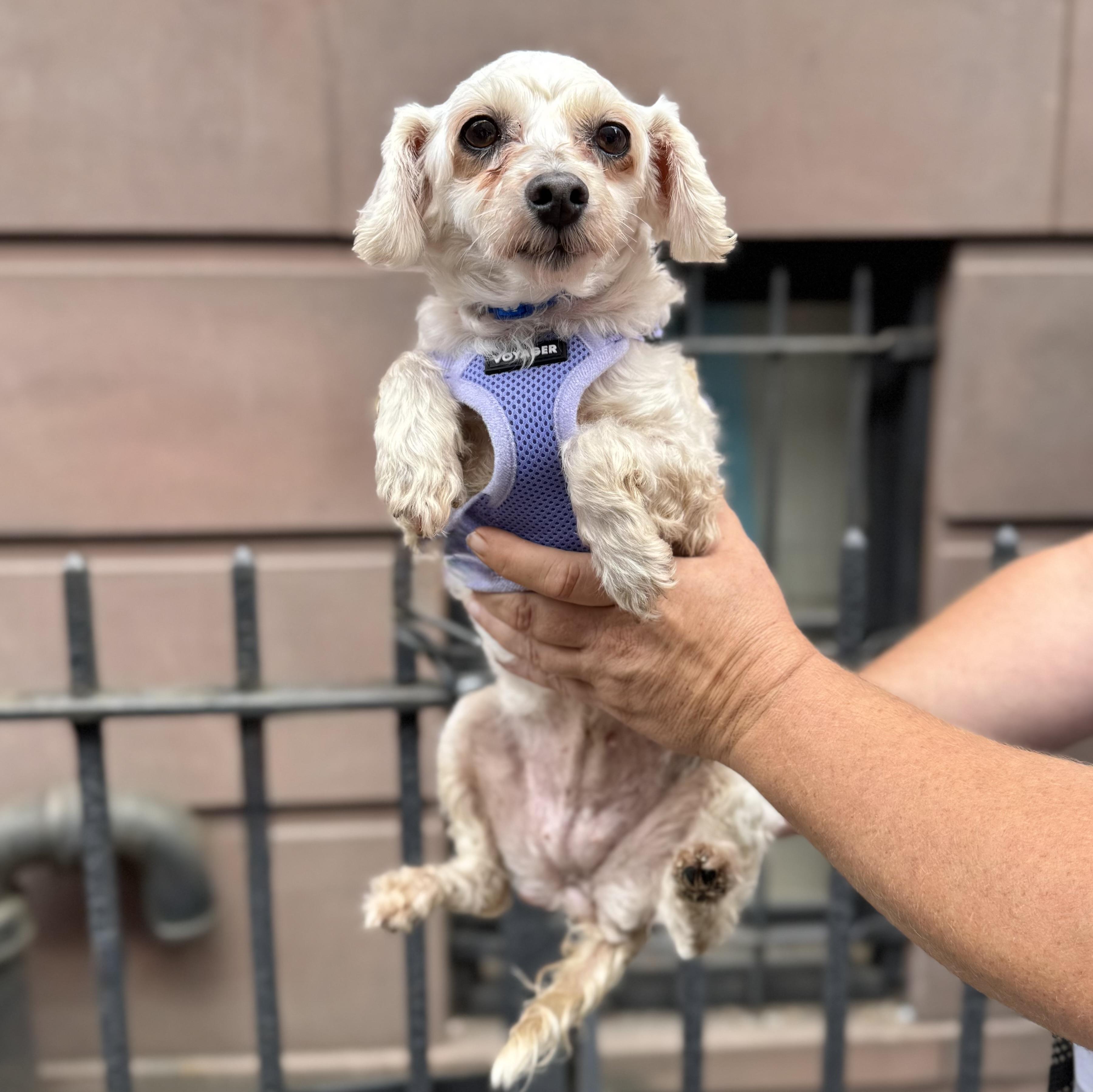 Bull Shark, an adoptable Maltipoo in New York, NY, 10012 | Photo Image 4