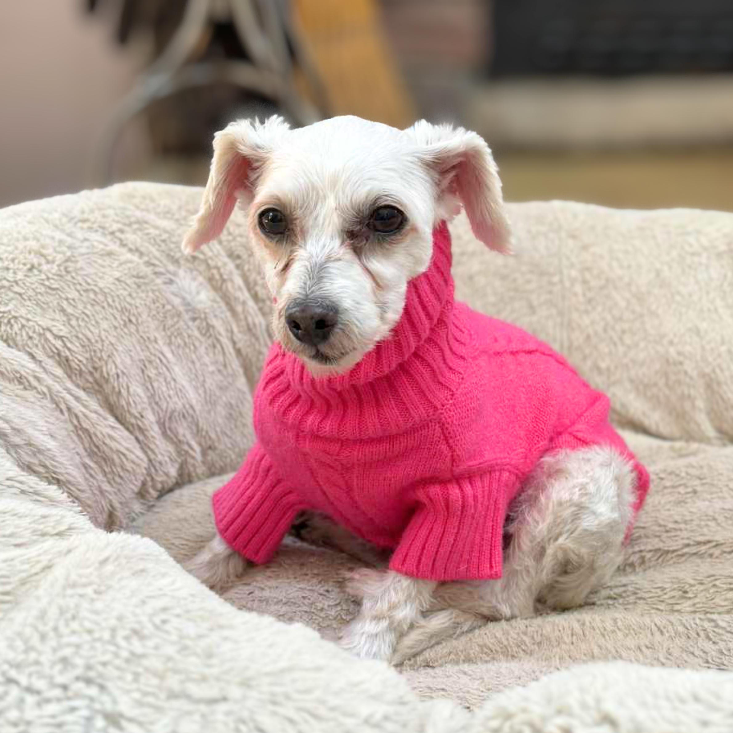 Bull Shark, an adoptable Maltipoo in New York, NY, 10012 | Photo Image 5