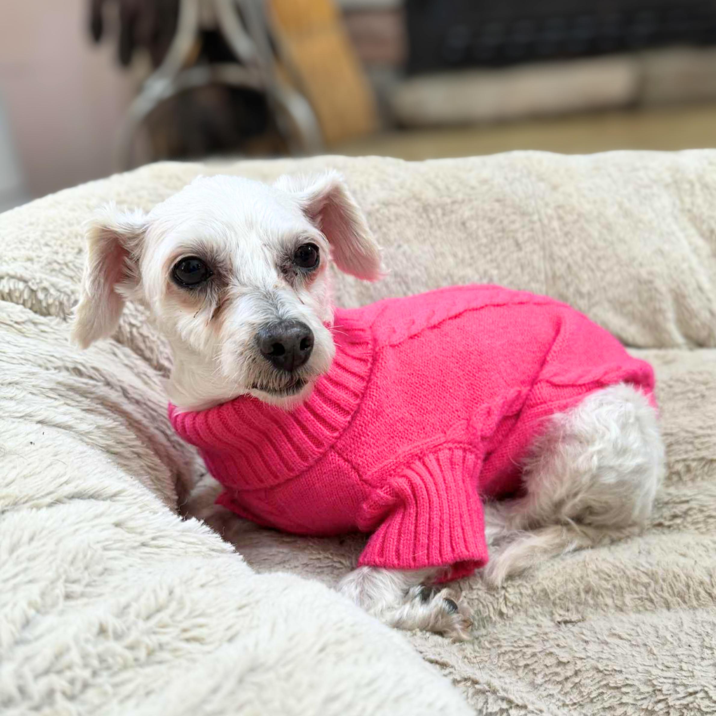 Bull Shark, an adoptable Maltipoo in New York, NY, 10012 | Photo Image 6
