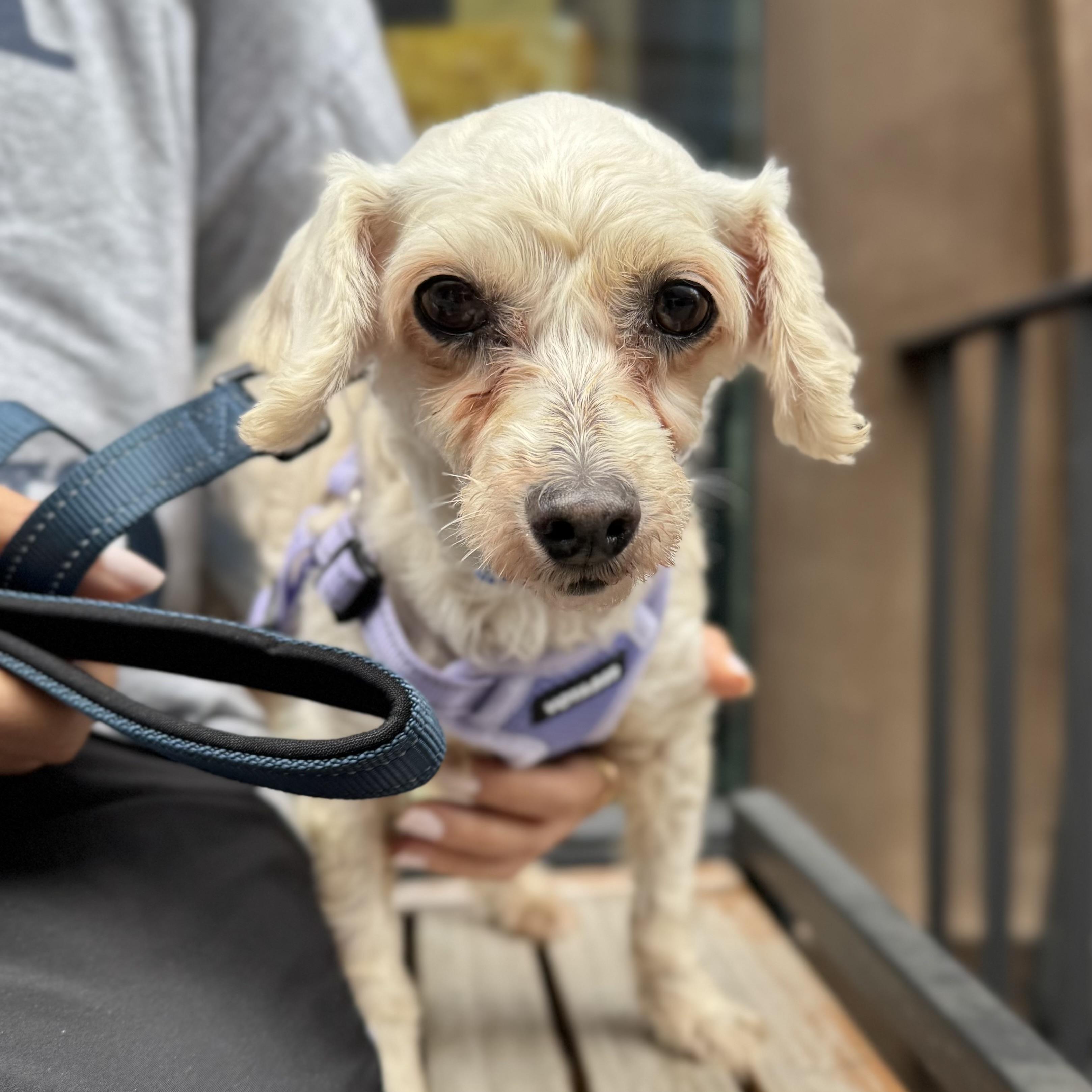Bull Shark, an adoptable Maltipoo in New York, NY, 10012 | Photo Image 1