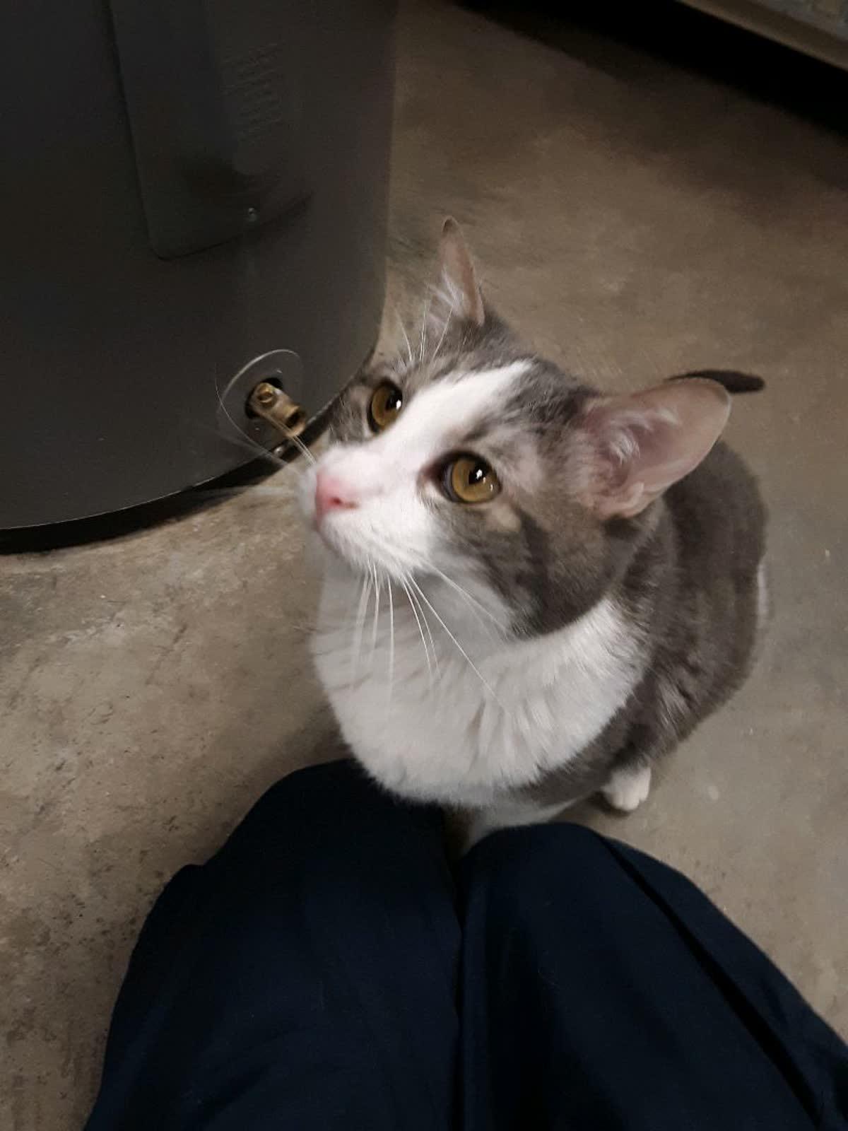 Enlarge Luna, a ADOPTABLE Domestic Short Hair in Pueblo, CO image 3/4