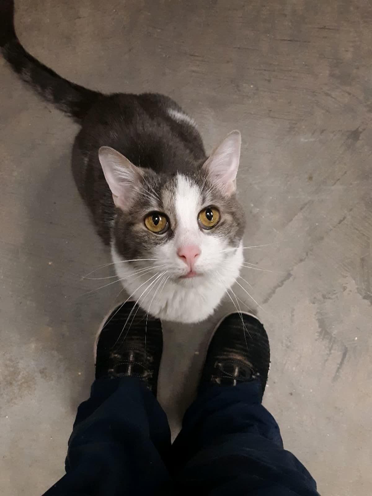 Enlarge Luna, a ADOPTABLE Domestic Short Hair in Pueblo, CO image 4/4