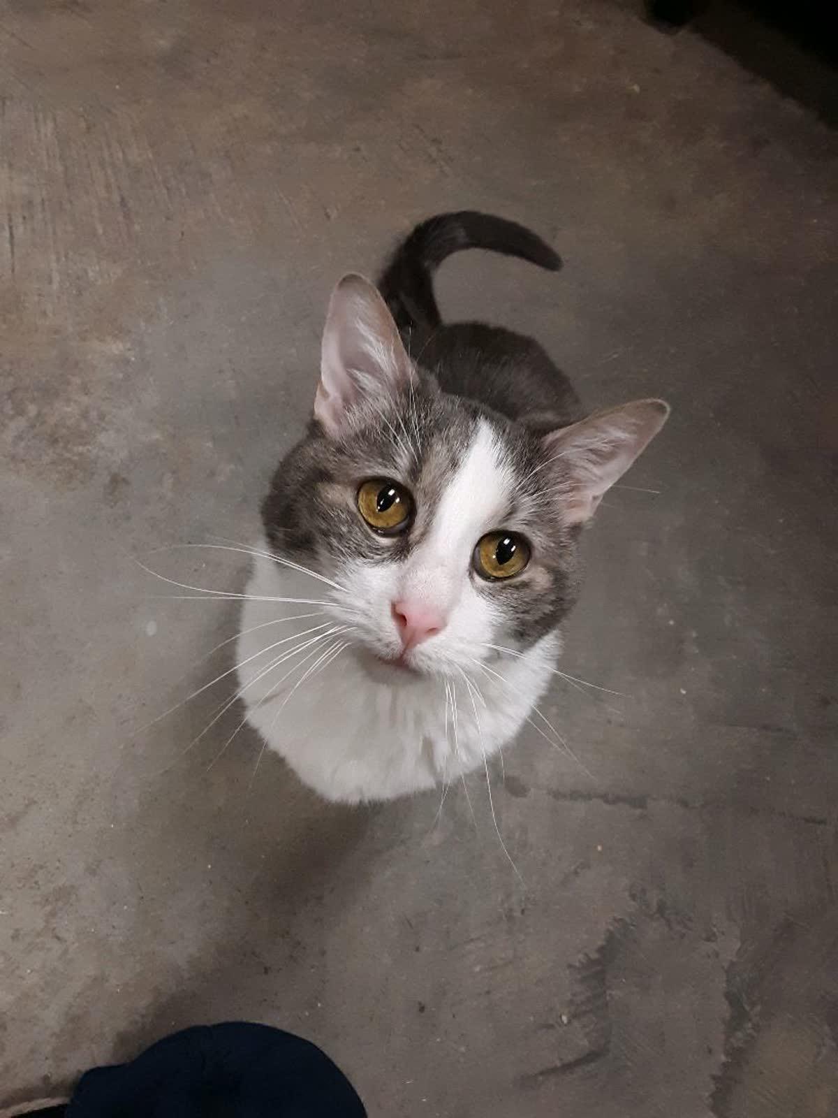 Enlarge Luna, a ADOPTABLE Domestic Short Hair in Pueblo, CO image 2/4