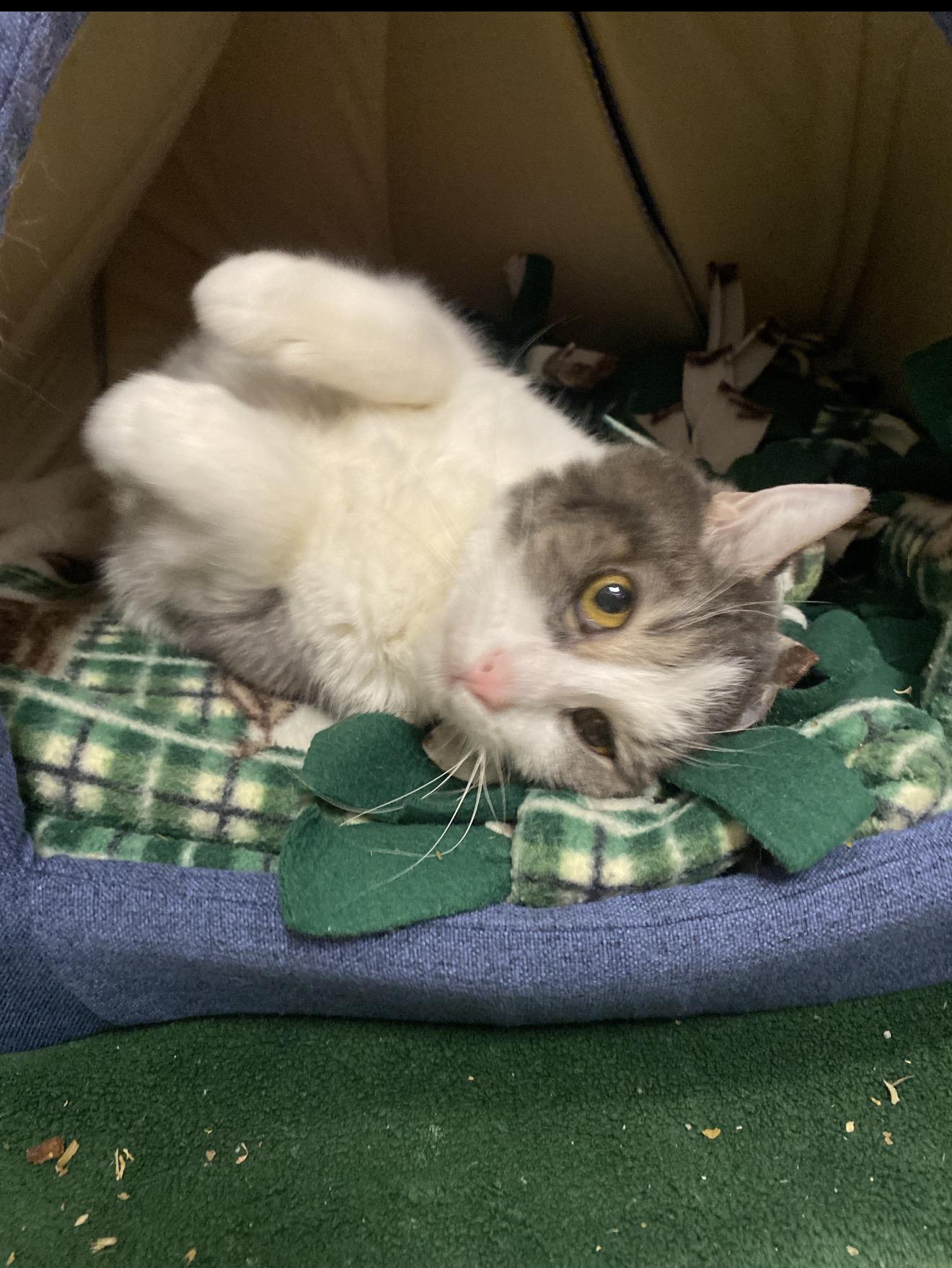 Enlarge Luna, a ADOPTABLE Domestic Short Hair in Pueblo, CO image 1/4