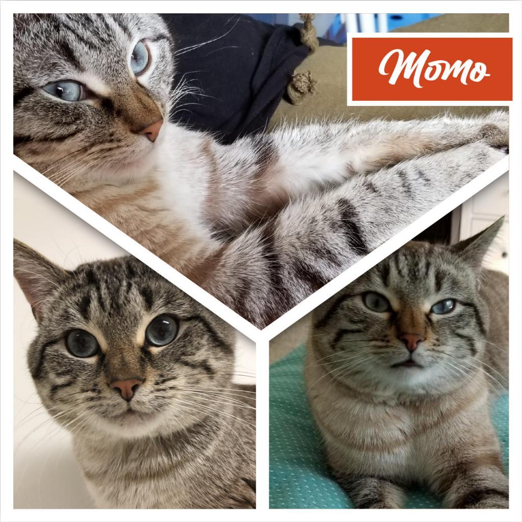 Momo, Adoptable, Senior Male Domestic Short Hair.