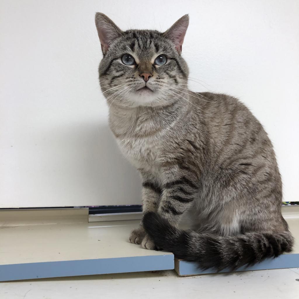Momo, a Adoptable Domestic Short Hair in Downers Grove, IL image 3/5