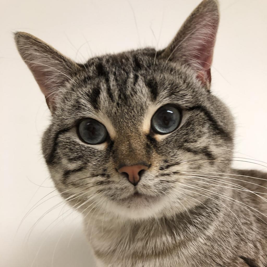 Enlarge Momo, a Adoptable Domestic Short Hair in Downers Grove, IL image 1/5