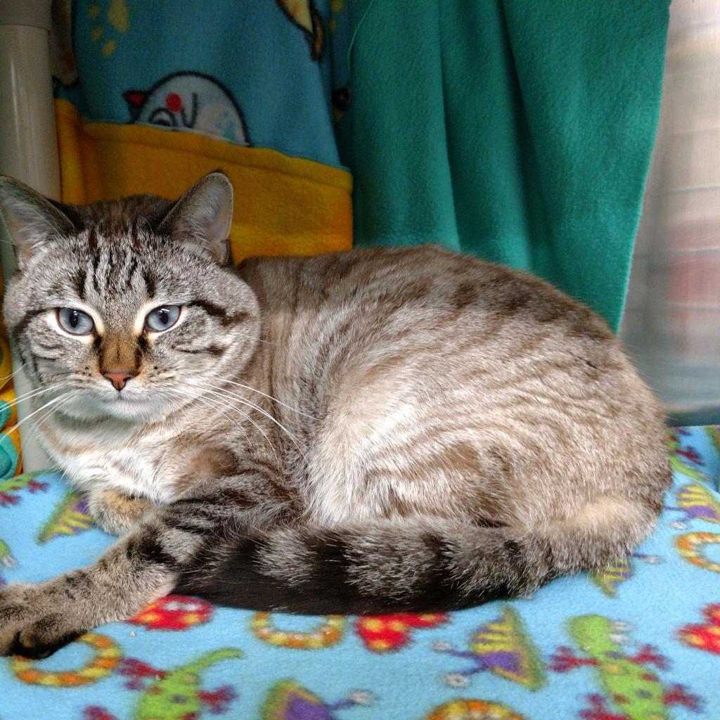 Momo, a Adoptable Domestic Short Hair in Downers Grove, IL image 4/5