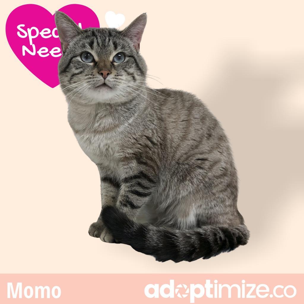 Momo, a Adoptable Domestic Short Hair in Downers Grove, IL image 5/5