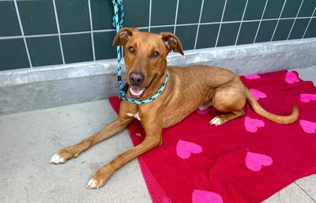 ELLIOTT, Adoptable, Adult Male Labrador Retriever & Mixed Breed.
