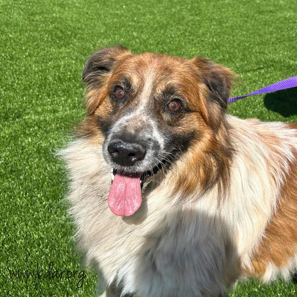 Ogden, Adoptable, Senior Male Great Pyrenees & Australian Shepherd.