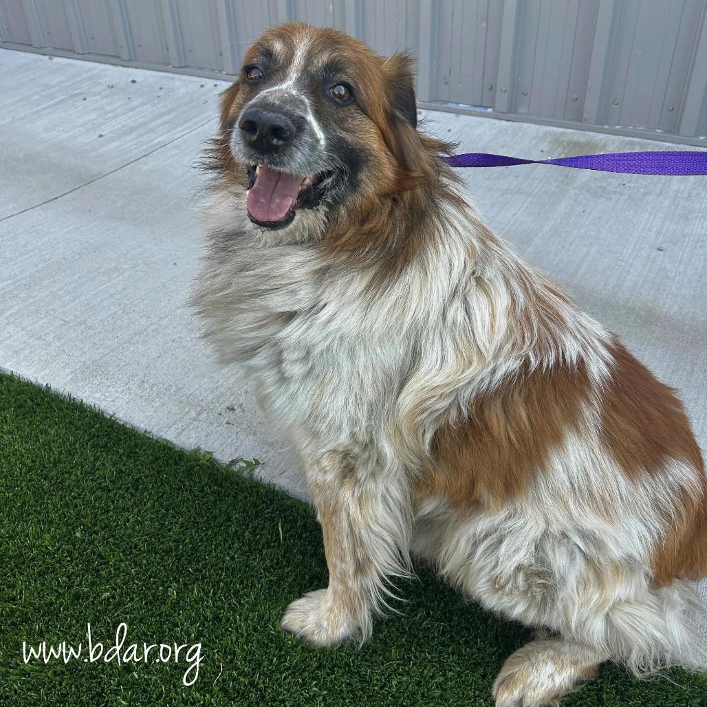 Enlarge Ogden, a Adoptable mixed breed in Cheyenne, WY image 2/3