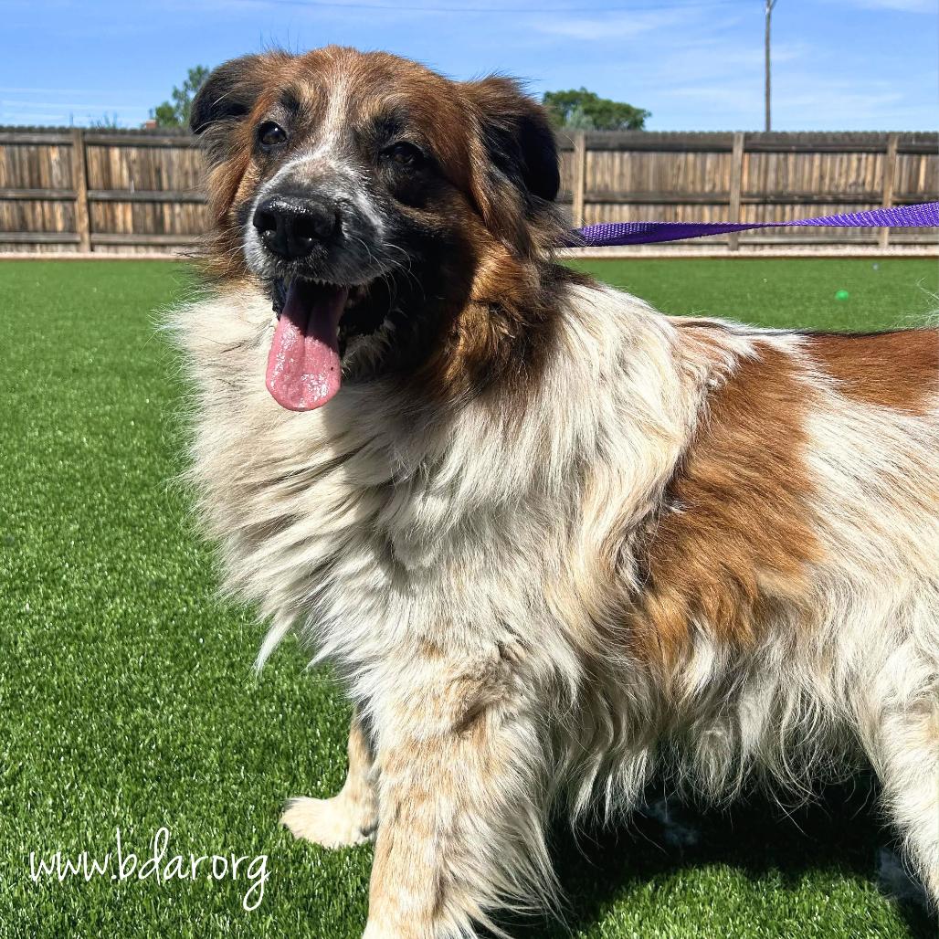 Enlarge Ogden, a Adoptable mixed breed in Cheyenne, WY image 3/3