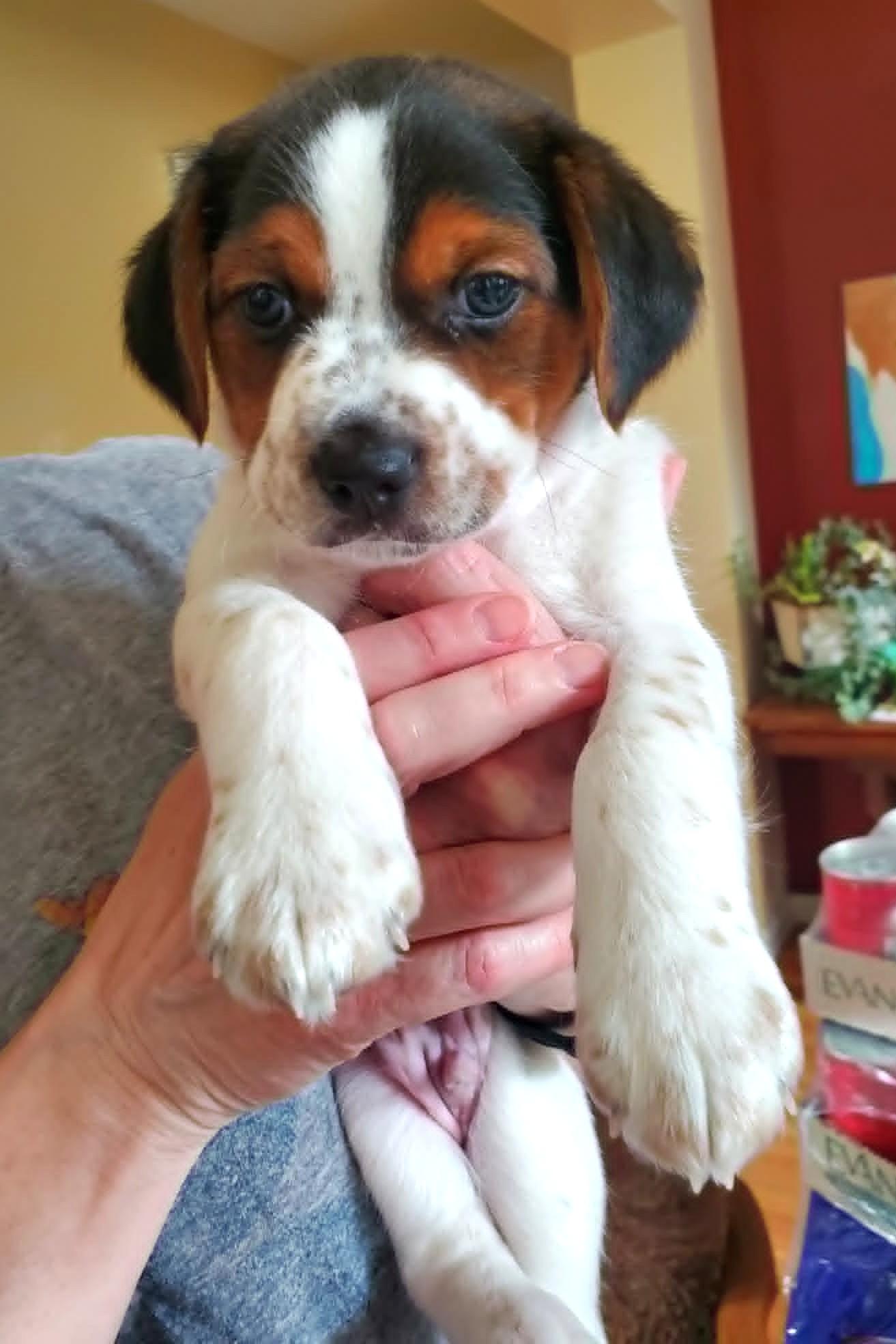 Elliot- Foster to Adopt, Adoptable, Puppy Male Beagle & Toy Fox Terrier.