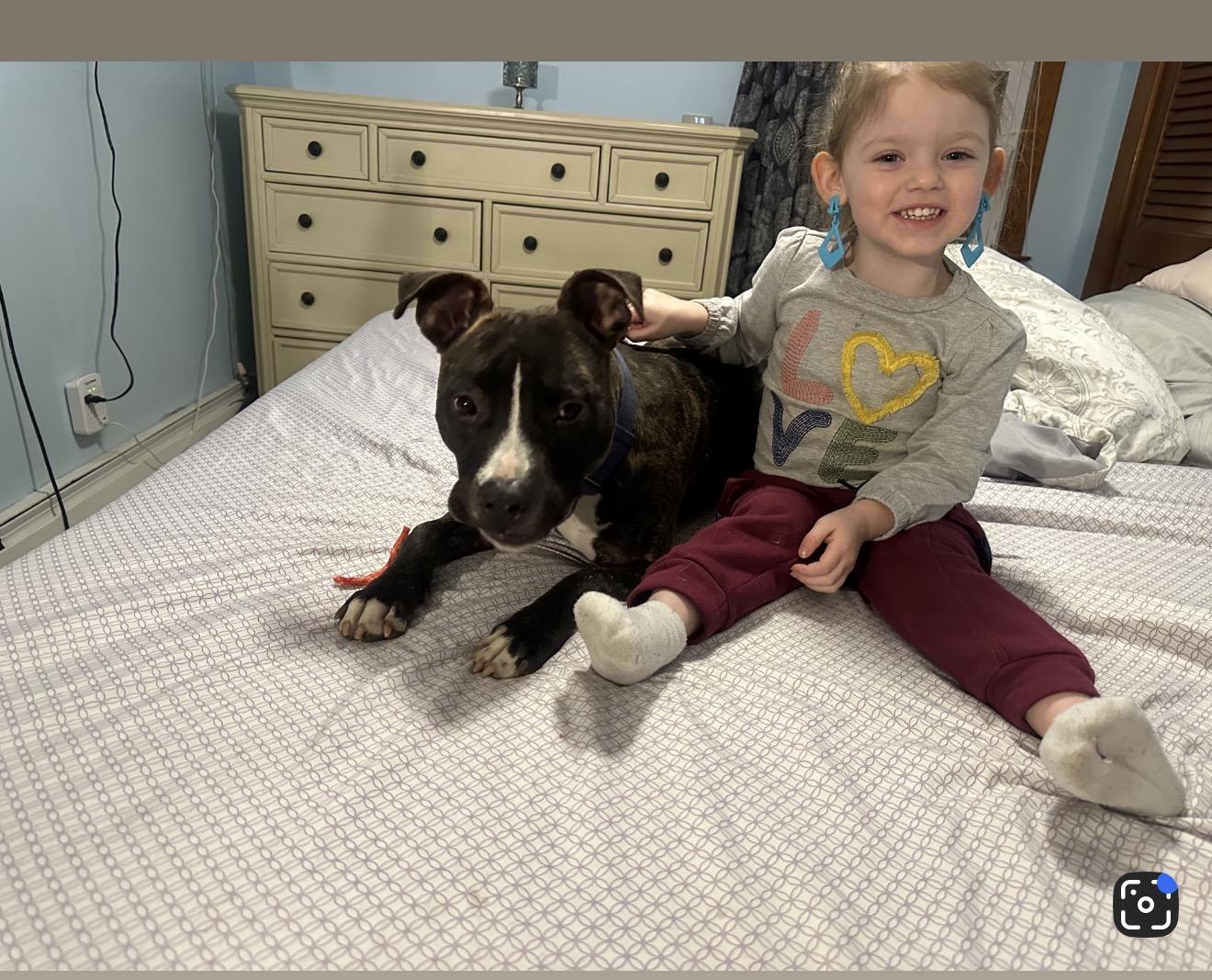 Luna Girl, a Adoptable mixed breed in Copiague, NY image 3/6