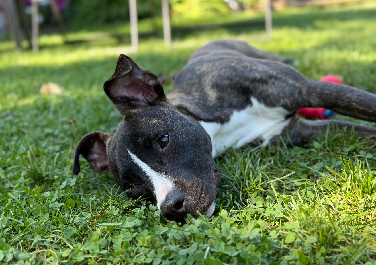 Luna Girl, a Adoptable mixed breed in Copiague, NY image 1/6