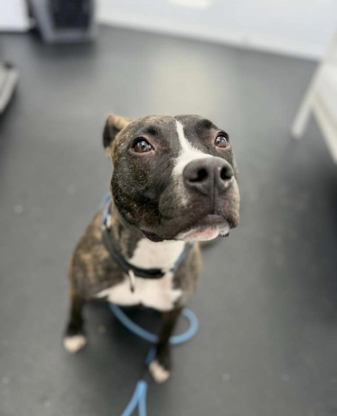 Luna Girl, a Adoptable mixed breed in Copiague, NY image 4/6