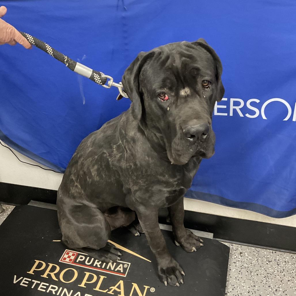 Gojo, Adoptable, Adult Male Cane Corso.