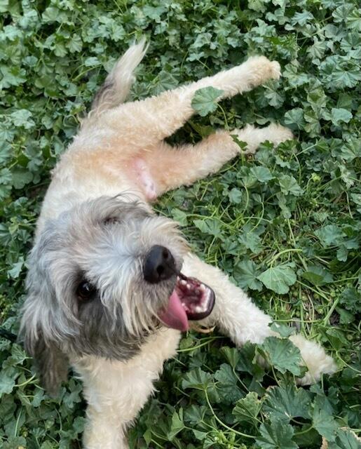 Enlarge Dart, an adopted mixed breed in Polson, MT image 4/5