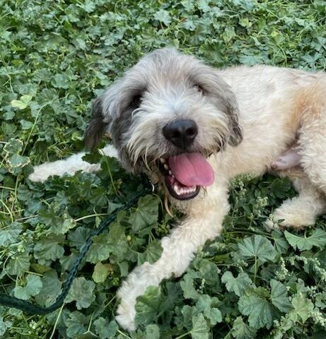 Dart, adopted, Young Male Cocker Spaniel & Poodle.