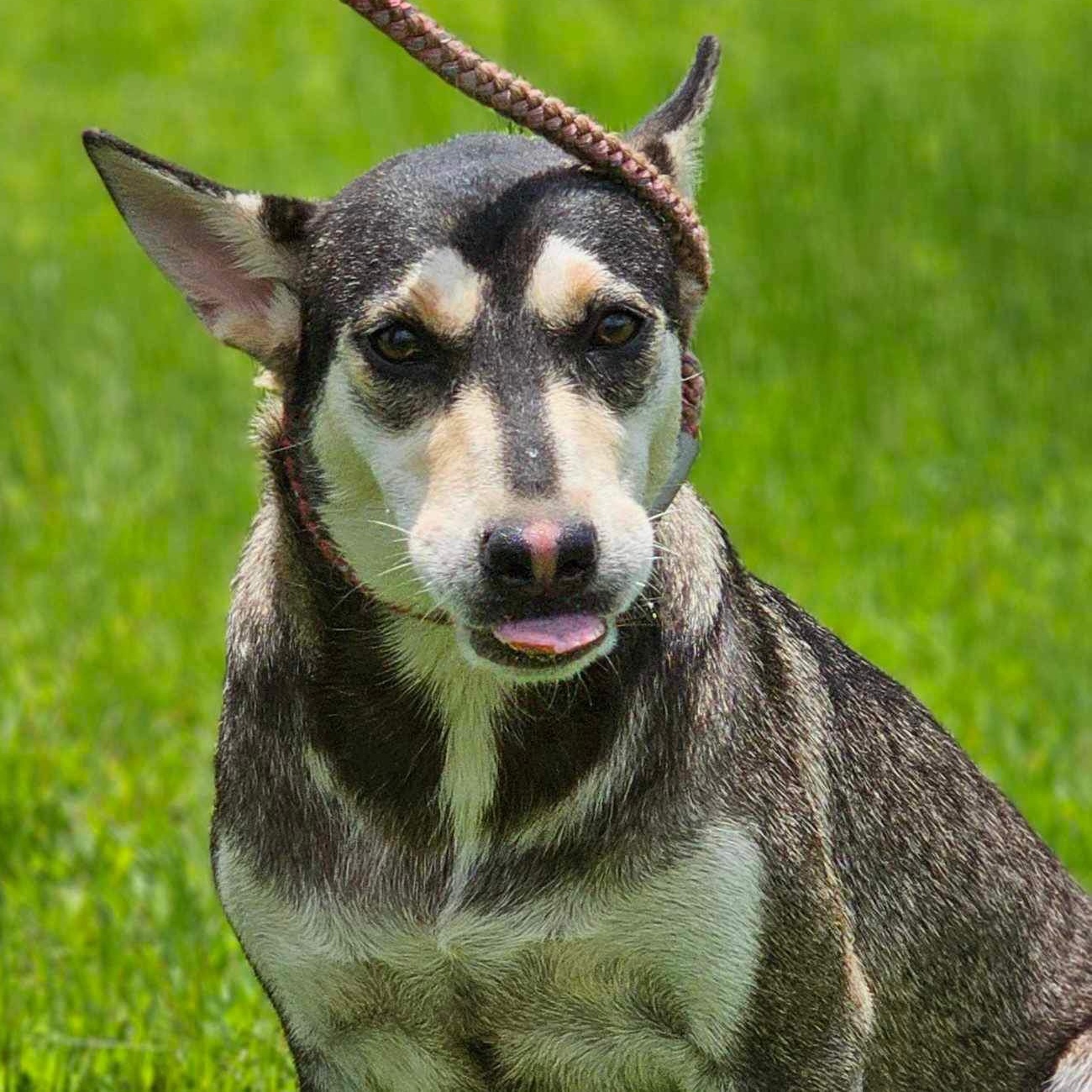Winifred, a Adoptable Siberian Husky in Downers Grove, IL image 1/5