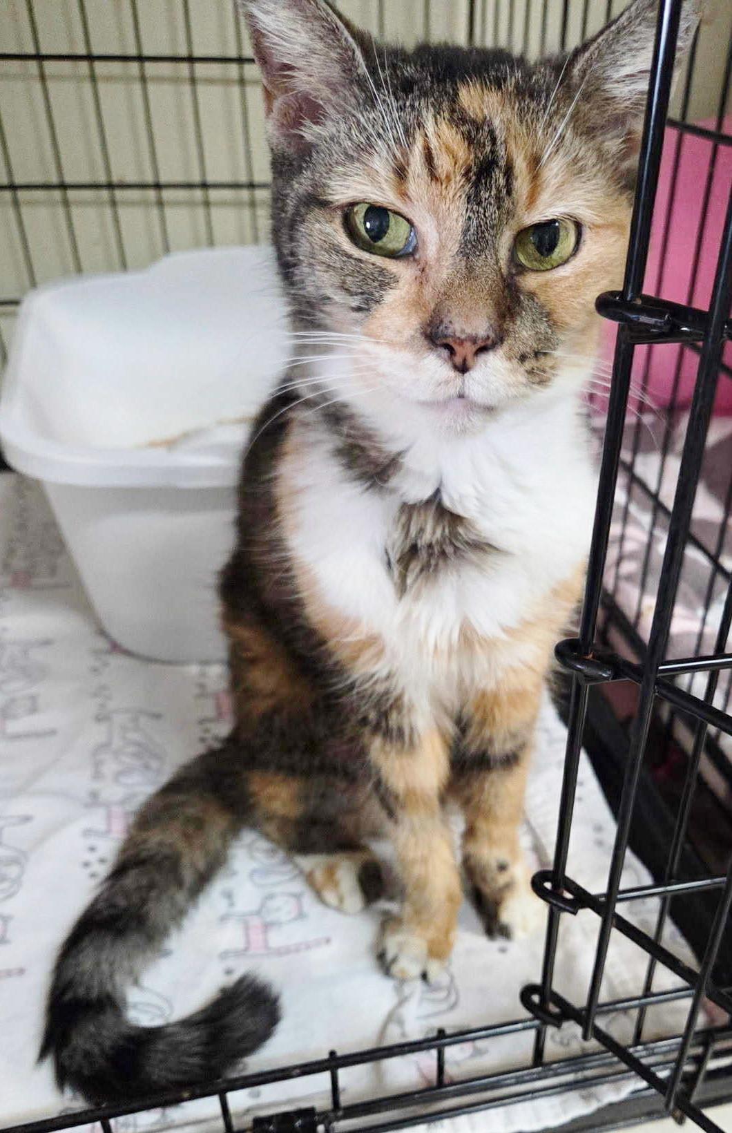 Enlarge Wanda , a ADOPTABLE Calico in Ocean City, NJ image 2/2