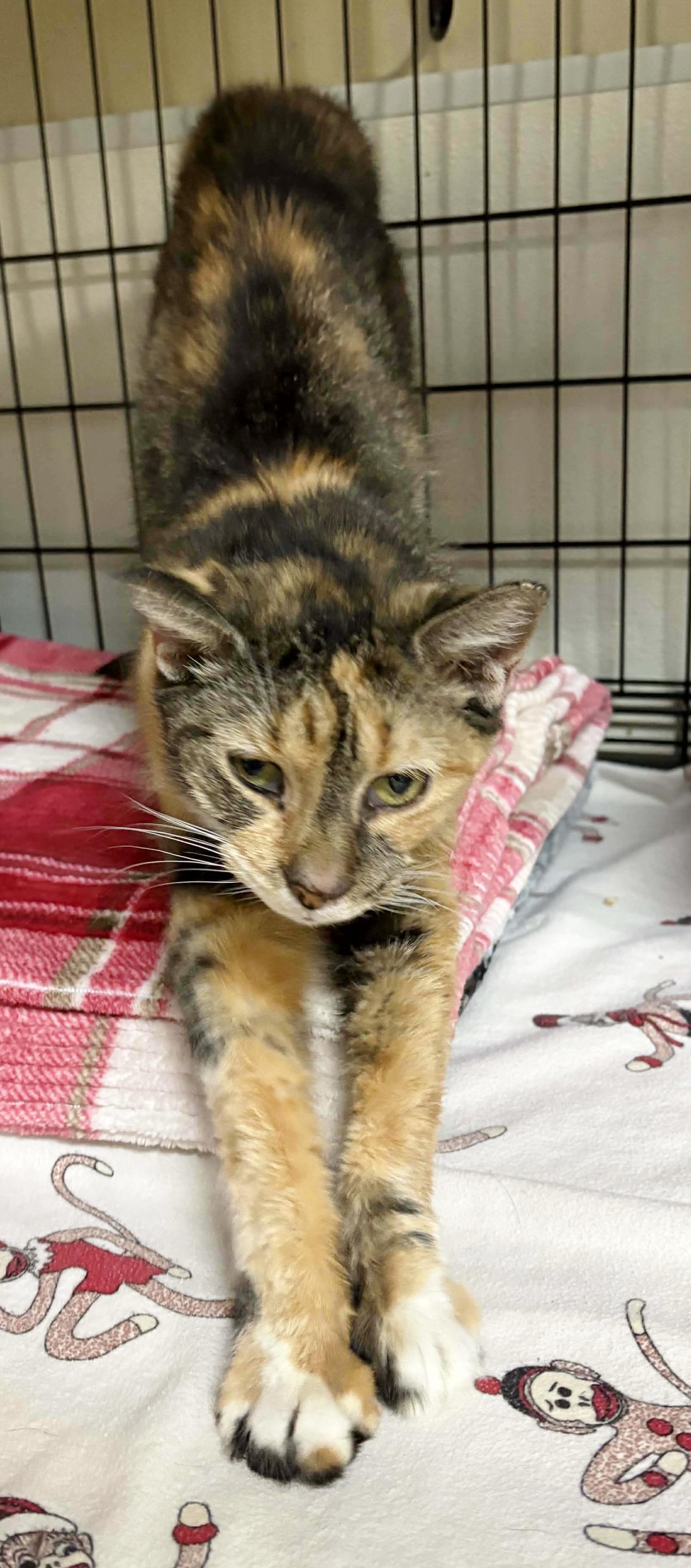 Enlarge Wanda , a ADOPTABLE Calico in Ocean City, NJ image 1/2