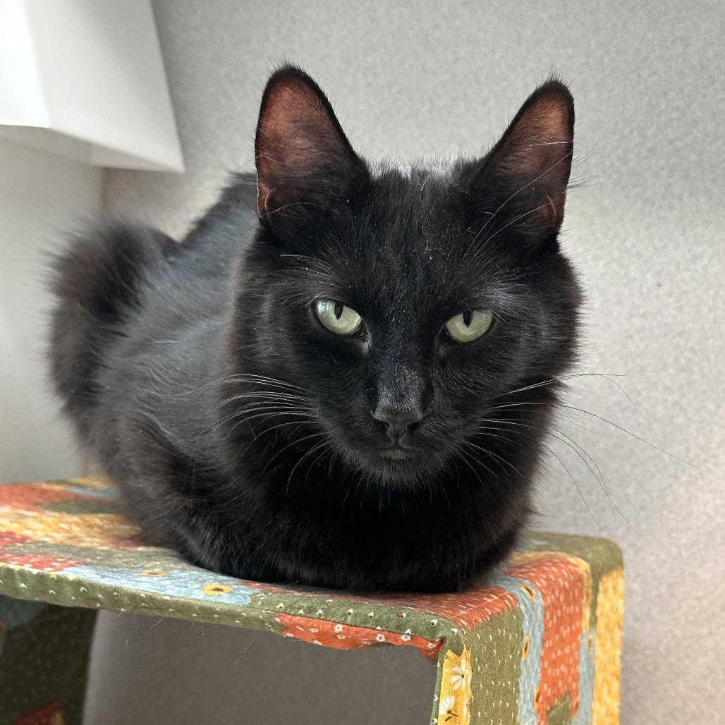 Bombay, Adoptable, Adult Female Domestic Long Hair.