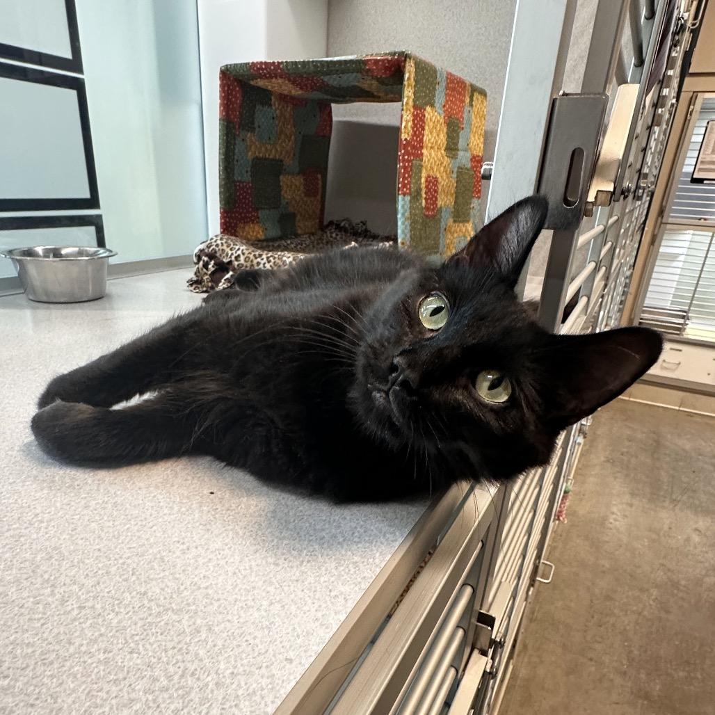 Enlarge Bombay, a Adoptable Domestic Long Hair in Hailey, ID image 2/4