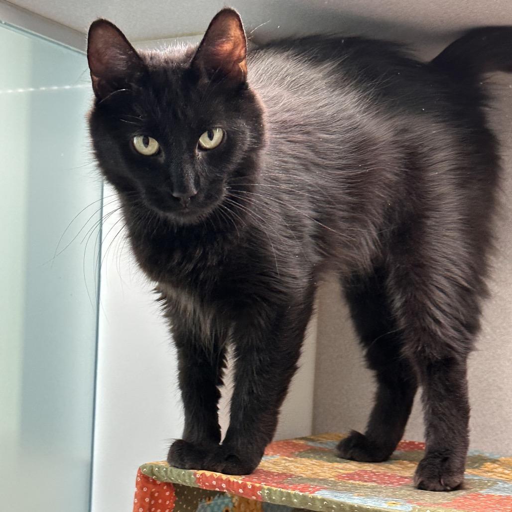 Enlarge Bombay, a Adoptable Domestic Long Hair in Hailey, ID image 3/4