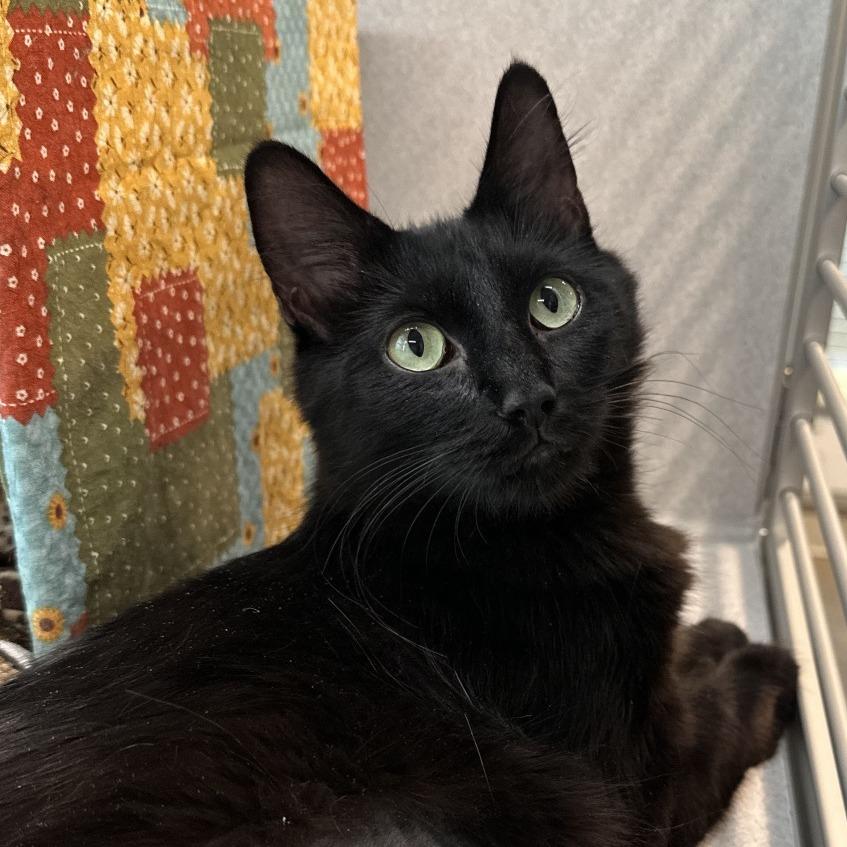 Enlarge Bombay, a Adoptable Domestic Long Hair in Hailey, ID image 4/4