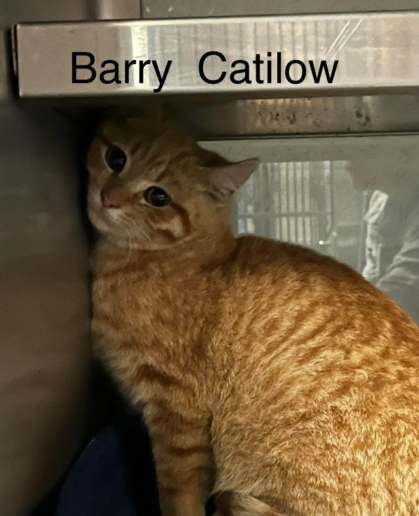Enlarge Barry Catilow, a Adoptable mixed breed in Princeton, IN image 2/2