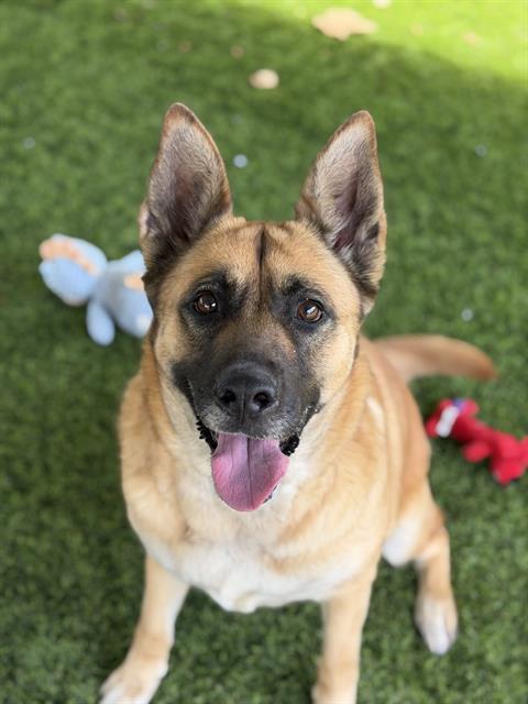 DAPHNE, Adoptable, Adult Female German Shepherd Dog.