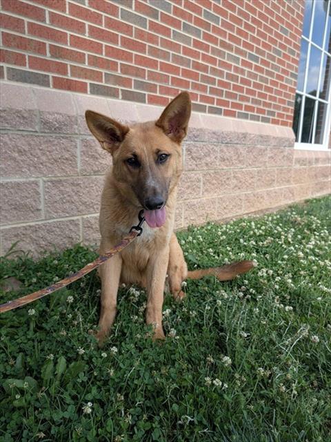 ROCKY, Adoptable, Young Male German Shepherd Dog.