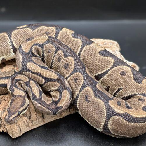 Lahey, Adult Female unknown