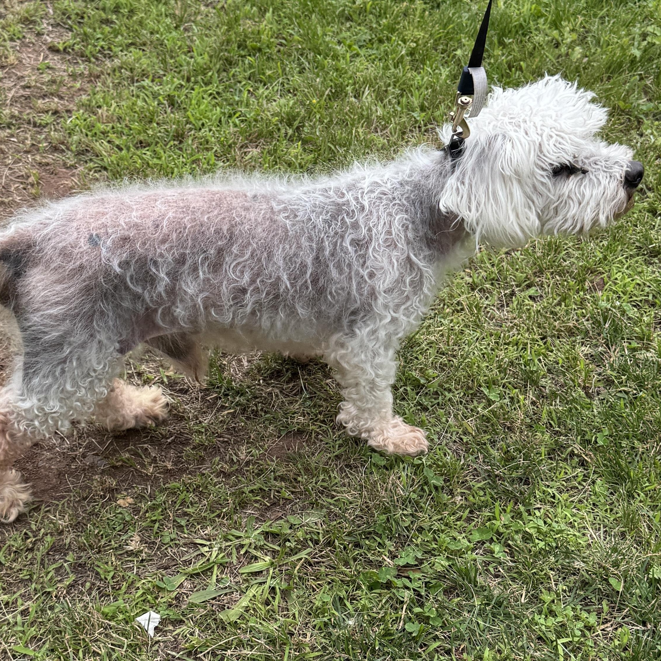 Meet Little Senior MAX - COURTESY POSTING