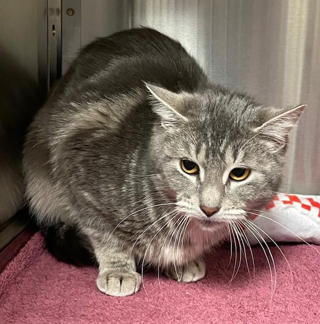 Enlarge Flyleaf, a ADOPTABLE Domestic Short Hair in Prudenville, MI image 1/1