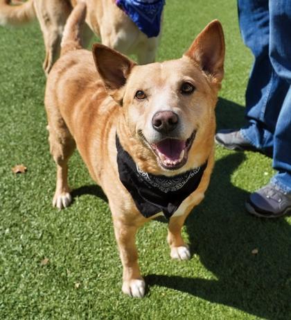 Enlarge Finik, a Adoptable mixed breed in North Richland Hills, TX image 1/3
