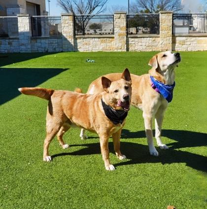 Finik, Adoptable, Senior Male Fox Terrier & Mixed Breed.